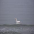 Strandvoegel (zingst-im-winter_100_6773.JPG) auf Zingst im Winter