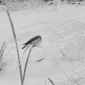 Strandwald (zingst-im-winter_100_6797.JPG) auf Zingst im Winter