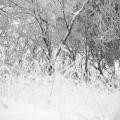 Strandwald (zingst-im-winter_100_6798.JPG) auf Zingst im Winter
